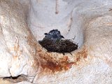 00395-1586 Baby cave swiftlets in Stonehorse Cave